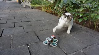 Cats & Dogs vs Drones  Funny cats & Dogs