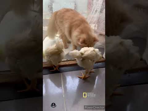 موش اتعسا ابورخس