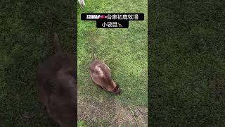 #台灣 #台東 #台東景點 #初鹿牧場 #動物 #袋鼠 #小袋鼠 #旅行