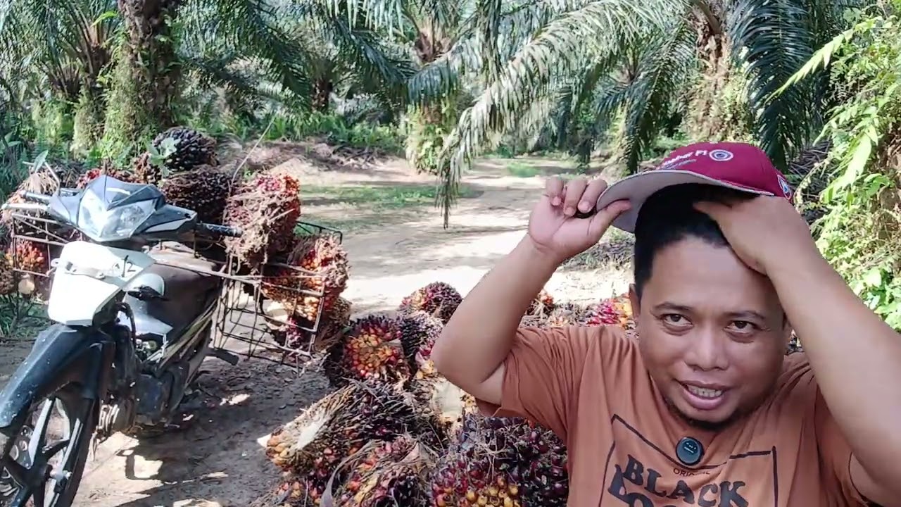 Hasil panen sawit cabutan masi mencapai angka 2080 kg atau 2090 kg