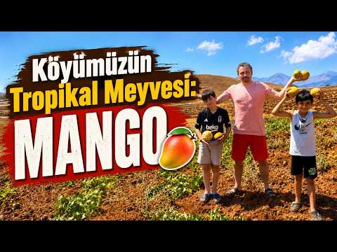 Köyümüzün Tropikal Meyvesi: Mango 🥭