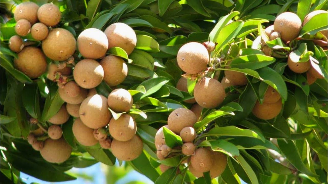 Chiku ki kheti | चीकू की खेती | Sapota farming | chiku ki kheti kab aur kaise karen | Agriculture