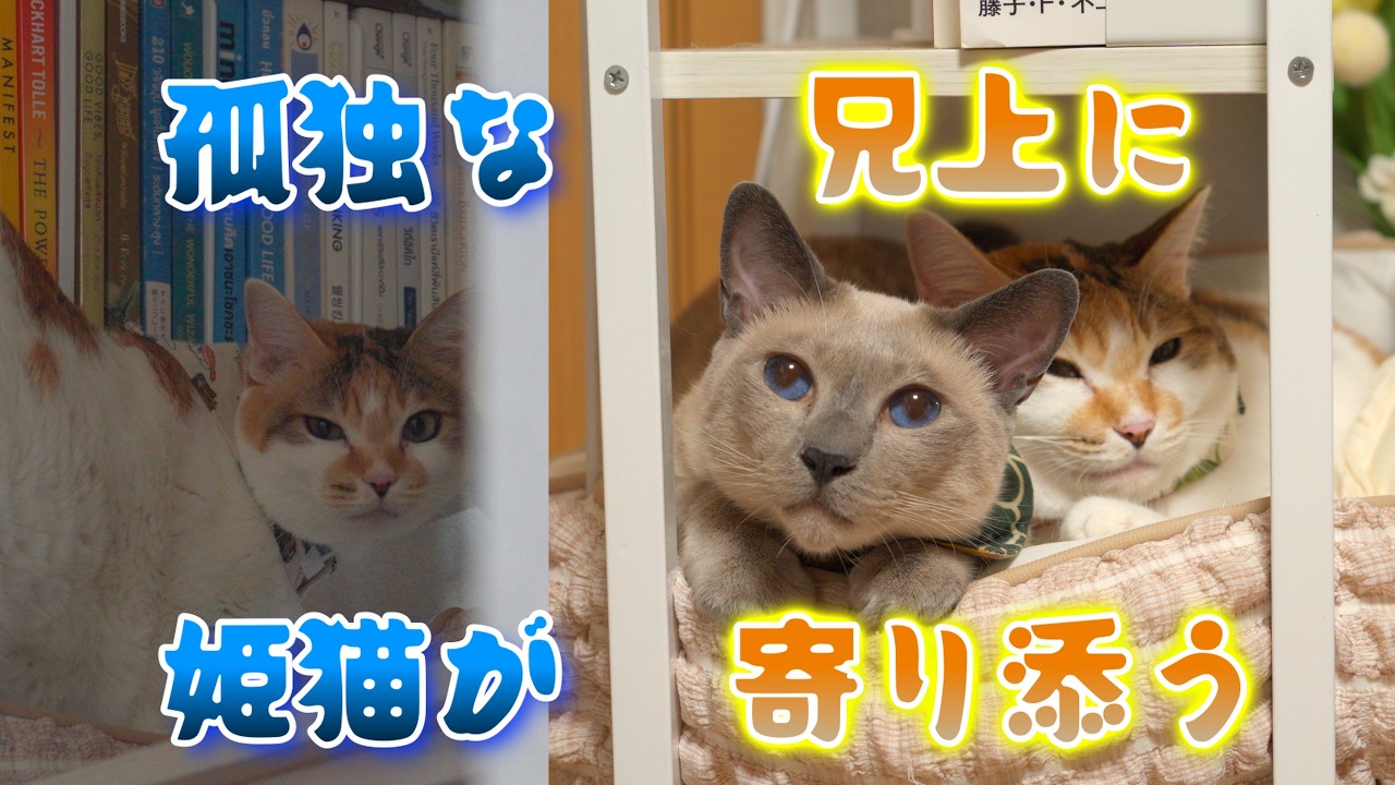 たまごさん専用☆ミニザクロちゃんと黒虫さんハラマルくんシマウサくんしましま猫さん YouTube
