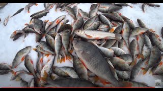 картинка: Окунь на сало. Подводная камера показала, на что лучше ловить.