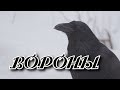 Песня на разрыв души Сергей Одинцов - Вороны Новинка 2021