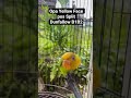 Opa Yellow Face pos Split B1B2 Dunfallow 😍😍 #lovebirds #fylpシ #peternak