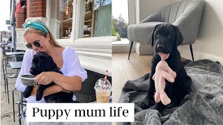 MY BIRTHDAY &amp; PUPPY ANTICS | weekly vlog