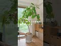 観葉植物がある部屋に、これ1つで掃除が驚くほどラクになる。