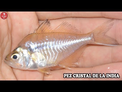 Video: Perca de cristal - peces de acuario