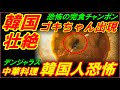 【韓国壮絶】完全に食べ終わったちゃんぽんからゴキちゃん出現、韓国の中華料理店での衝撃事件!