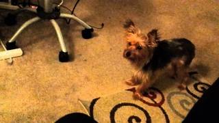 Apple Jumping On My Lap...