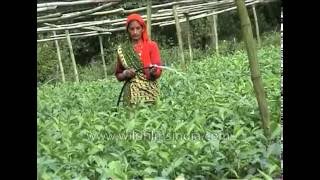 Tea plantation in Champavat, Uttarakhand : soil preparation for seeds and cuttings