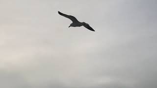 wind flying against bird