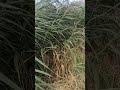 Подих осені 