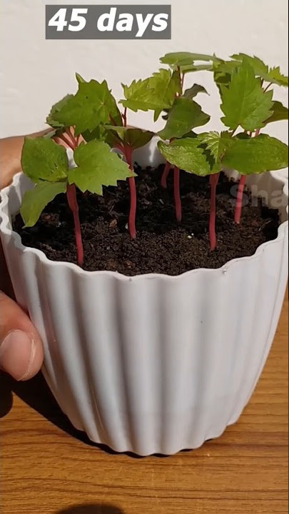 How to grow grapes tree from seeds at home #grapes_tree #shorts