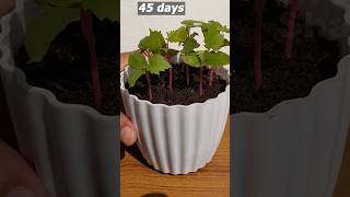 How to grow grapes tree from seeds at home #grapes_tree #shorts