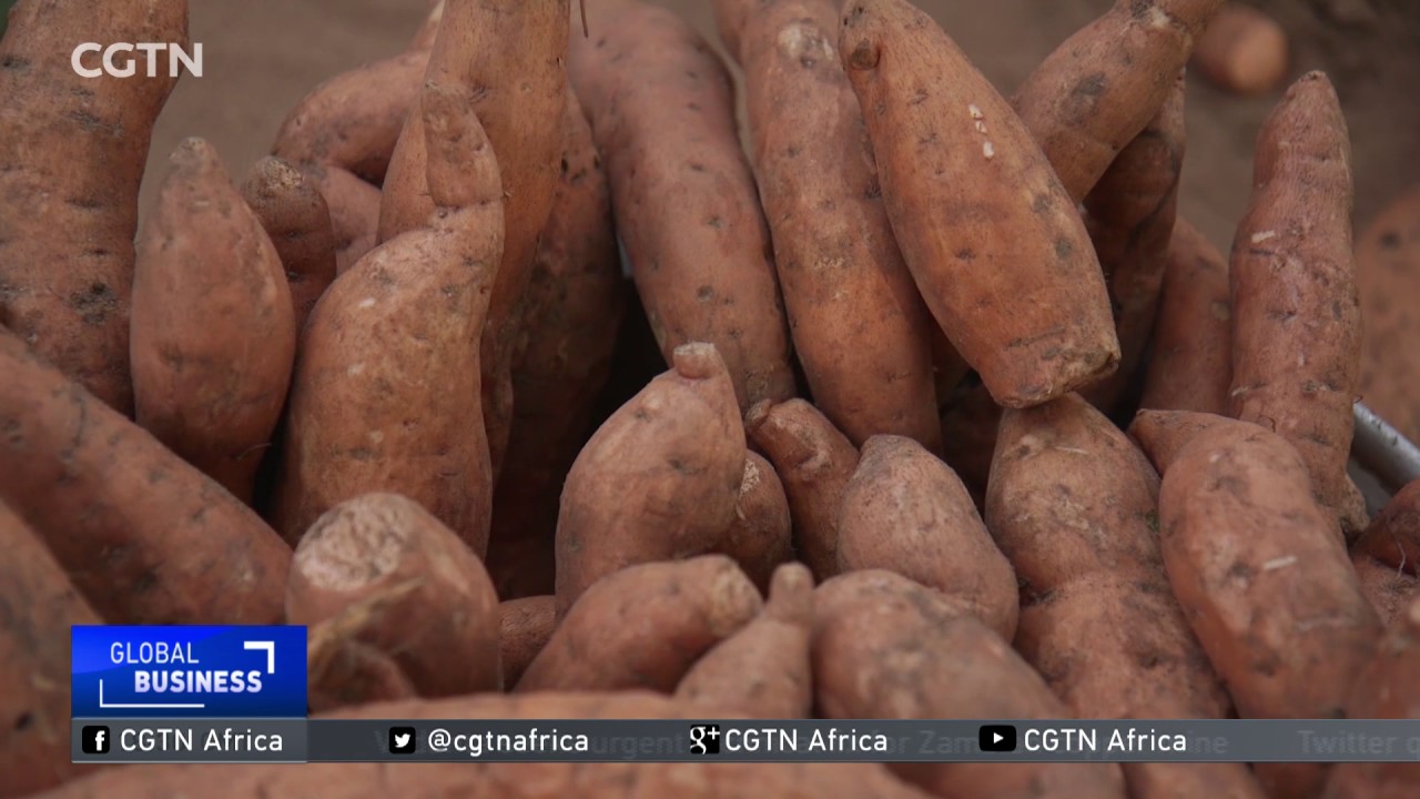 Ghanaian scientists develop sweet potato to alleviate malnutrition YouTube