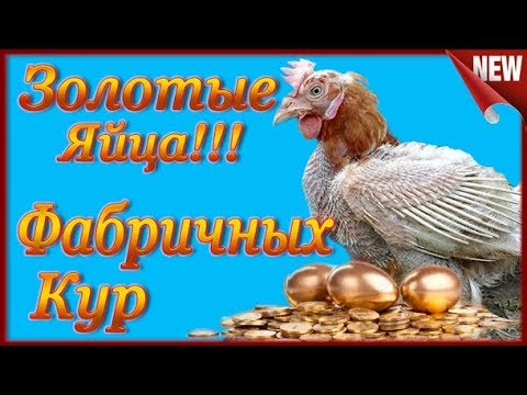 Золотые Куры Фото