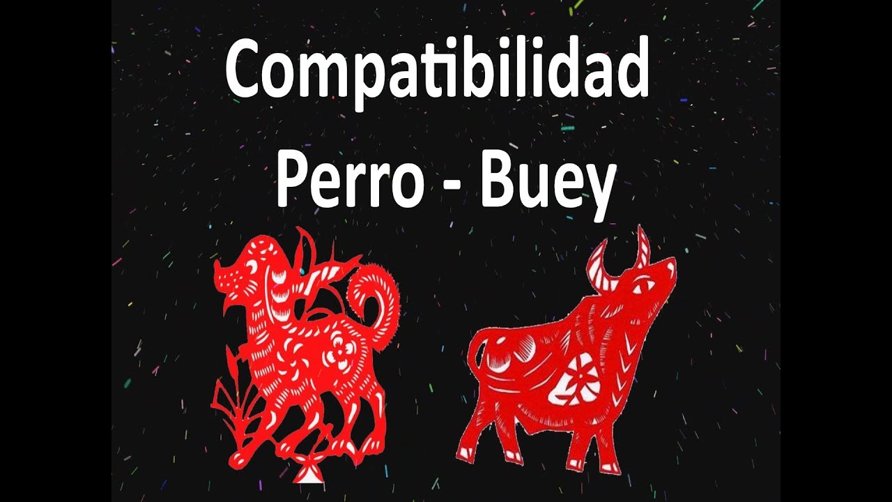 Compatibilidad Perro Buey, Horóscopo Chino YouTube