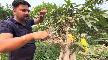 Defoliation and pruning of pilkhan just before winter