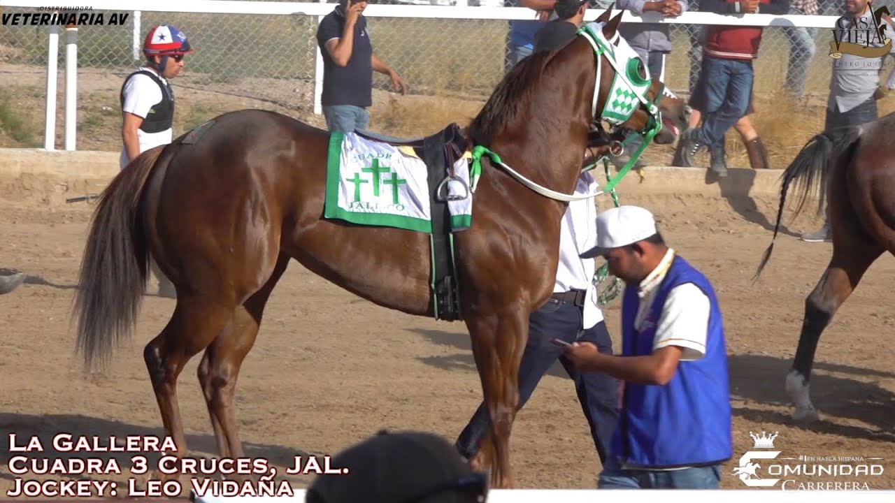 🌋La Gallera🐓🍓 C. 3 Cruces✝️✝️✝️. Tapados 300 VRS🏁. San Marcos Race Track, AGS.