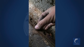 Mồi câu cá ngạnh nhạy nhất | Mồi gián đất.