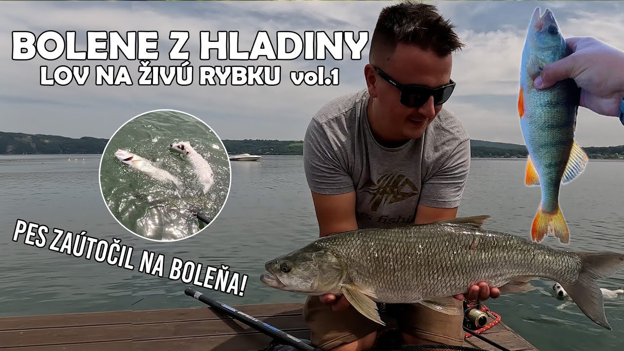 Lov Boleňa z Hladiny! Pes zaútočil na Boleňa 🐕🎣 | Lov Na Živú Rybku Vol. 1🐟| VN Domaša |Jakub Fabian