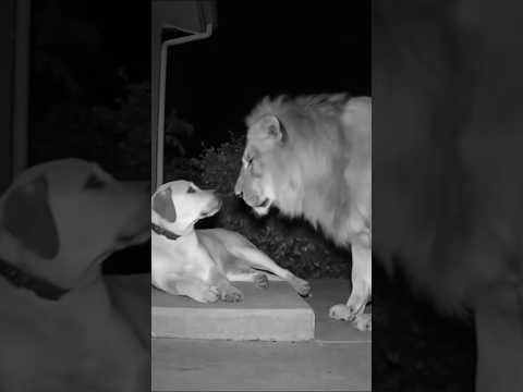 🦁vs🐶Lion and dog #animals #aianimals #lion #dog #funny #aivideo #aianimals #kangal