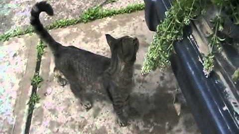 Davidsfarm 1403 - Catnip Is Being Harvested - 2010