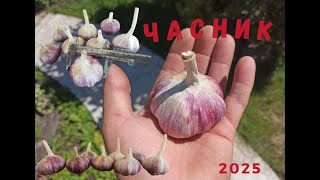 :   2025