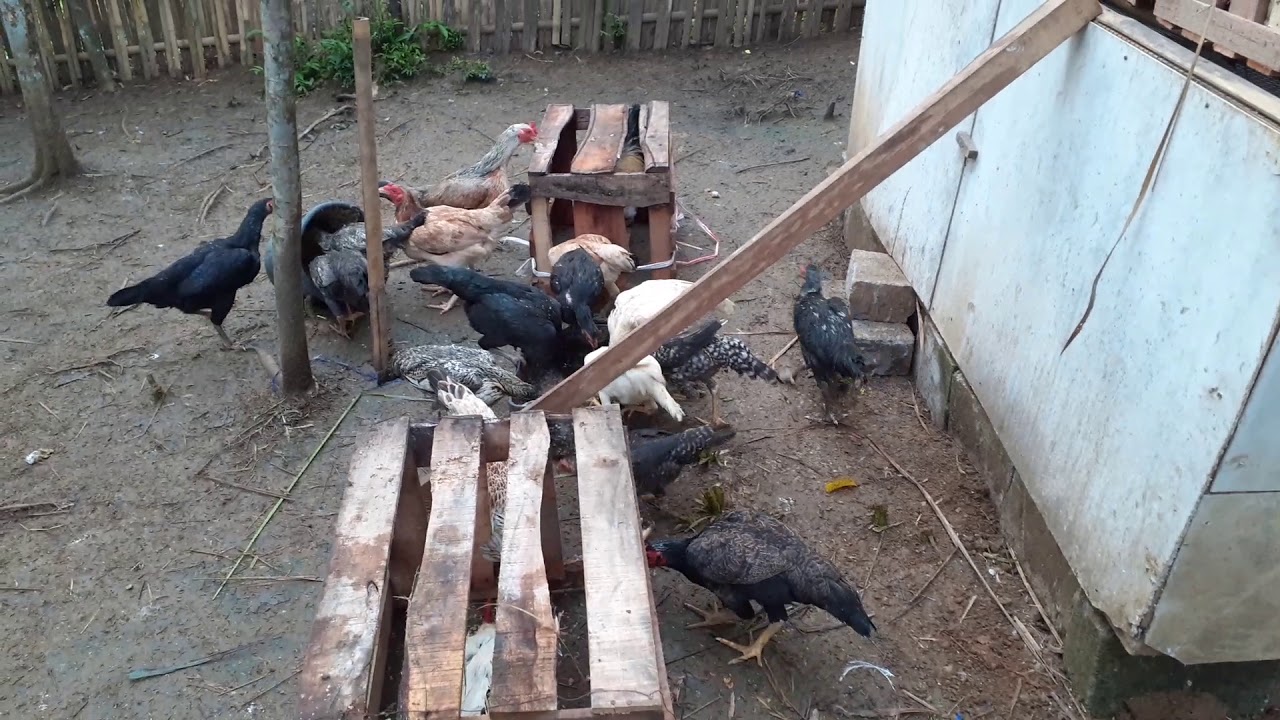 Cara memulai ternak ayam kampung 