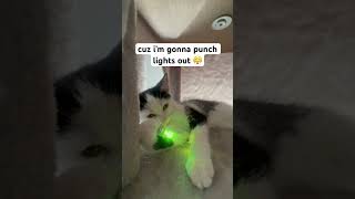 crazy nira 🤪 #fypシ #cat #fypシ゚viral #viral #viralvideo
