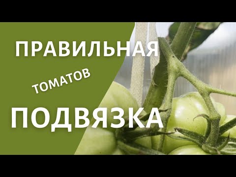 Как подвязать кисть томатов, чтобы она не поломалась?