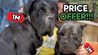 Why Cane Corso price varies