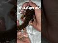 Wild Snakehead Channa Fish 30 Days To 360 Days Old Time Lapse mp3