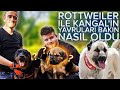 Rottweiler Marla'nın Yavruları Doğdu Sahiplendirilecektir 🙏😄 - Kangal Mix