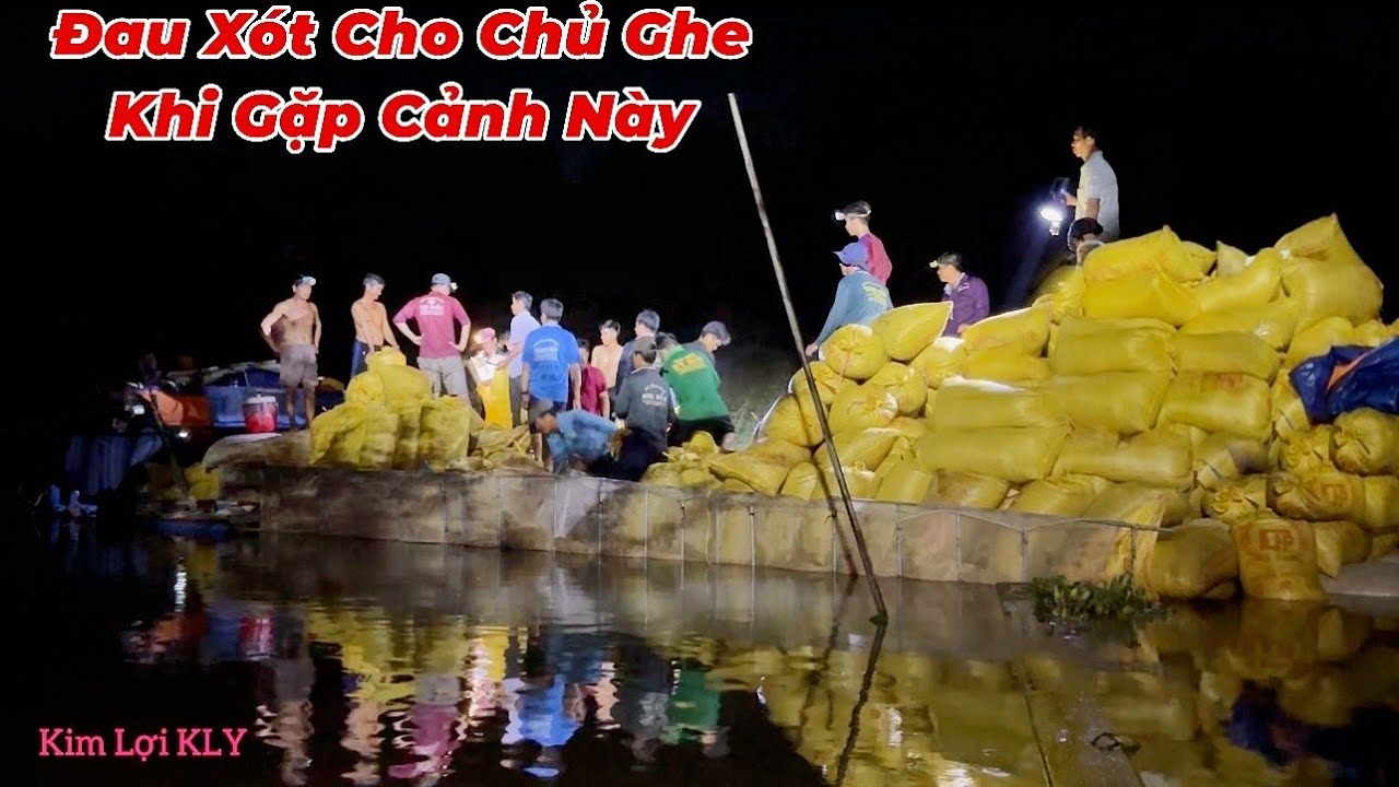 Ghe Lúa Chìm Trong Đêm, Kéo Hết Xóm Lại Để Giải Cứu Lúa Ướt. Ghe Chìm ...