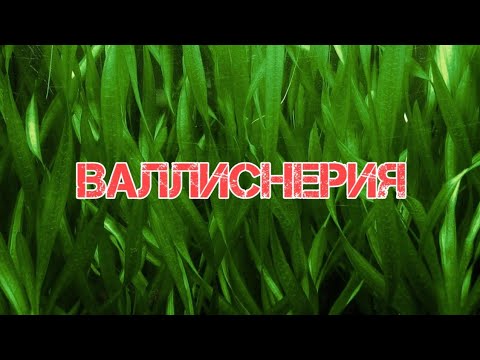 Video: Vallisneria Spirala