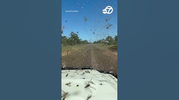 Swarm of grasshoppers smashing against windshield