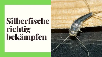 Wie lange leben Silberfische?