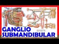 🥇 Anatomía del GANGLIO SUBMANDIBULAR (Submaxilar). ¡Explicación Sencilla!