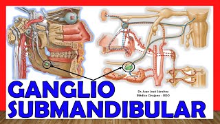 🥇 Anatomía del GANGLIO SUBMANDIBULAR (Submaxilar). ¡Explicación Sencilla!