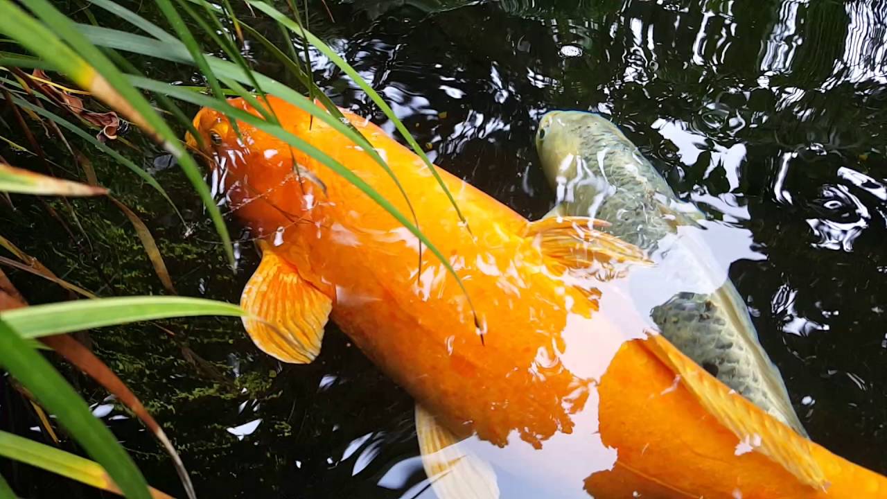 Koi Fish YouTube