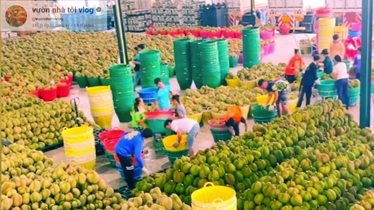 giá sầu riêng hôm nay 28/2/2026 giá tăng mạnh tại vườn, thị trường sầu riêng 