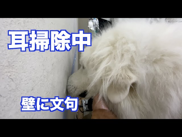 恒例の耳掃除で不満が爆発するグレートピレニーズ