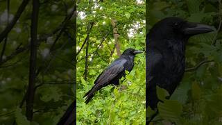 Burung Gagak: Jenius atau Berbahaya? #BurungGagak #FaktaUnik #HewanCerdas
