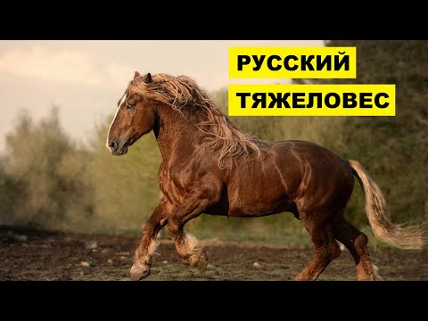 Лошади Русский тяжеловоз особенности породы | Коневодство | Порода лошадей Русский тяжеловоз