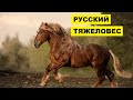 Лошади Русский тяжеловоз особенности породы | Коневодство | Порода лошадей Русский тяжеловоз
