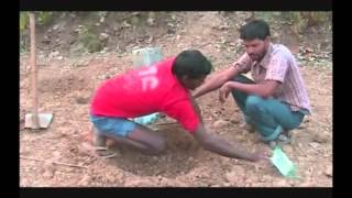 Method of sowing in cucumber cultivation Mundari PRADAN Jharkhand