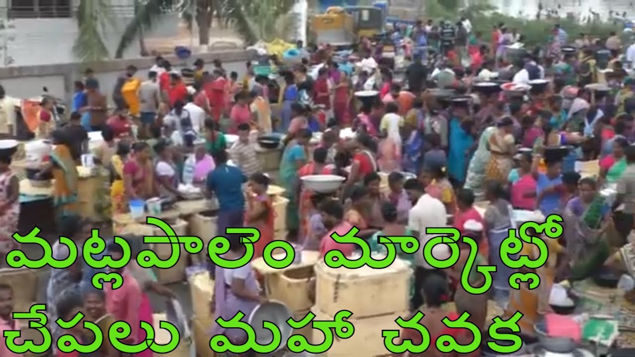 Matlapalem Live Fish Market | Amazing  Fish Market In India | SeaFood Market | మట్లపాలెంచేపలమార్కెట్
